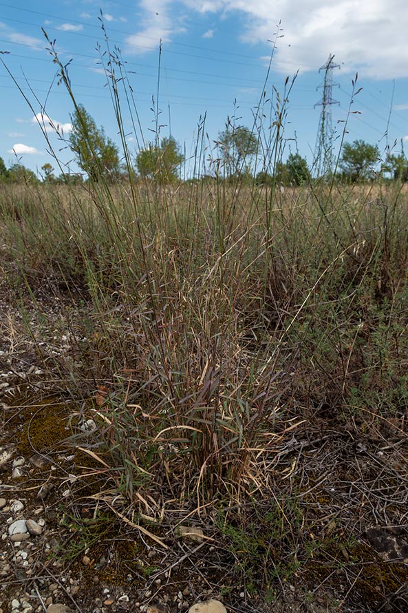 Poaceae in greto